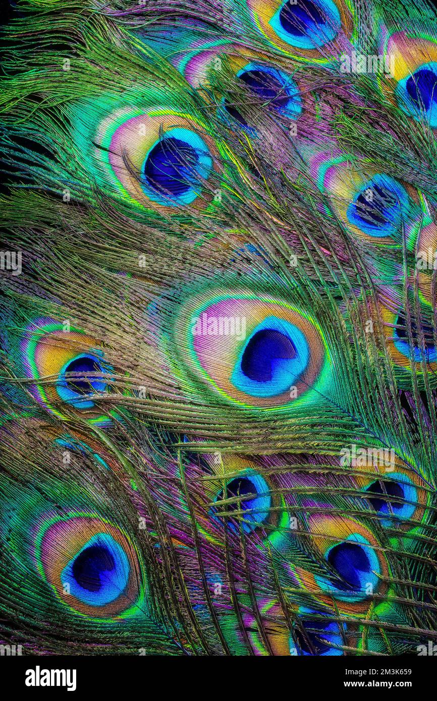 Beautiful peacock feather images hires stock photography and images