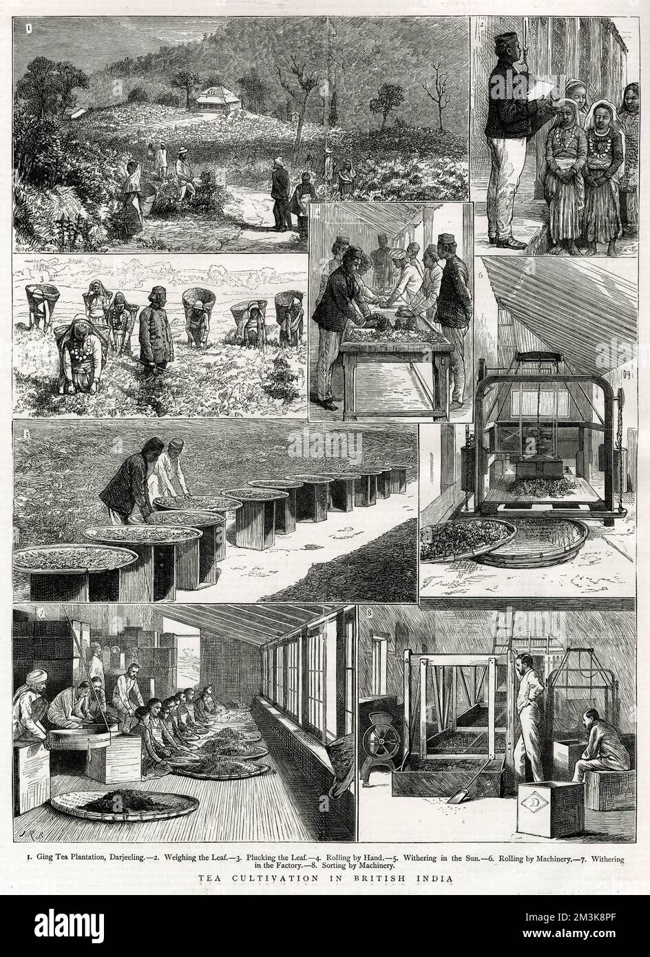 Tea Cultivation in British India Stock Photo - Alamy