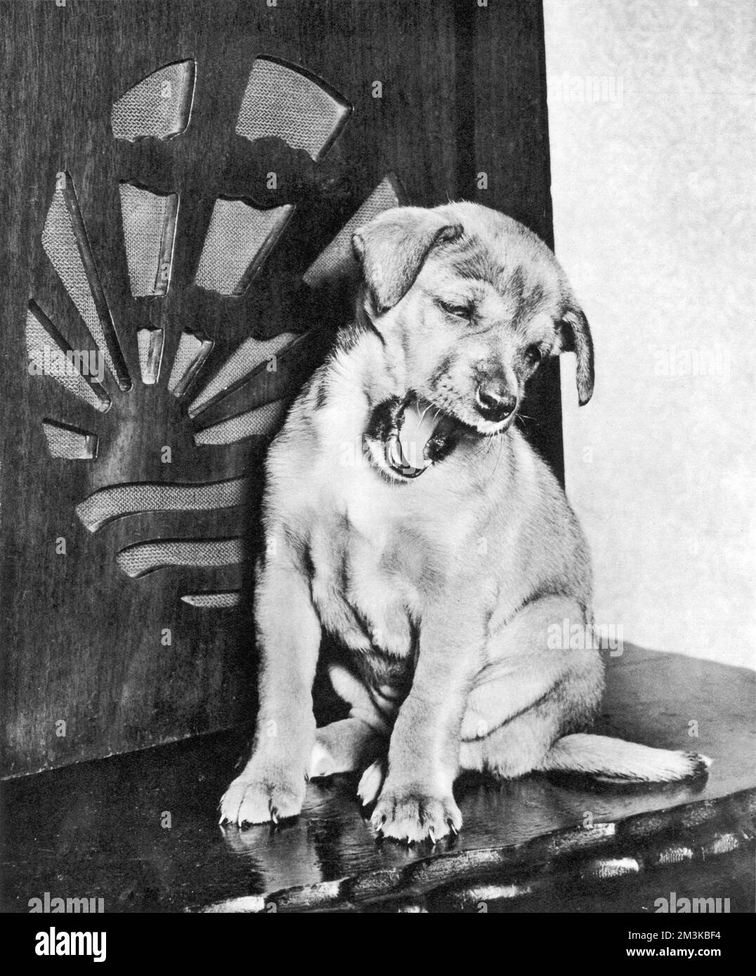 A small puppy yawns while sitting in front of an old-fashioned wireless radio set.     Date: 1958 Stock Photo