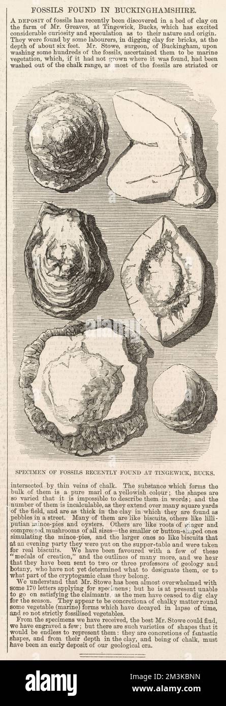 Fossils found in Buckinghamshire Stock Photo