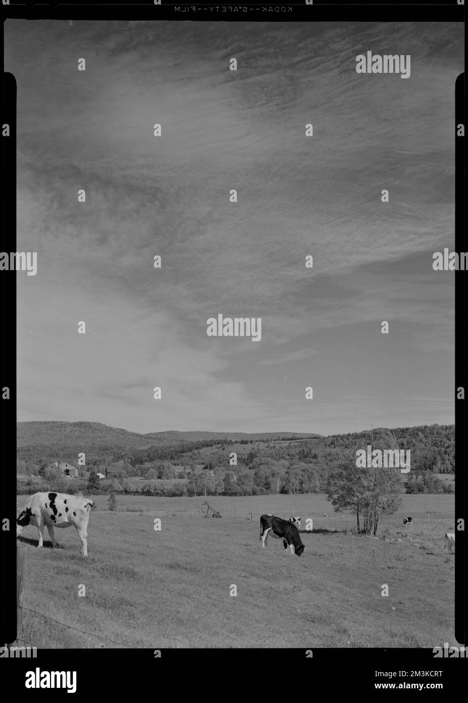 Outdoors, New England , Cattle, Rural areas. Samuel Chamberlain