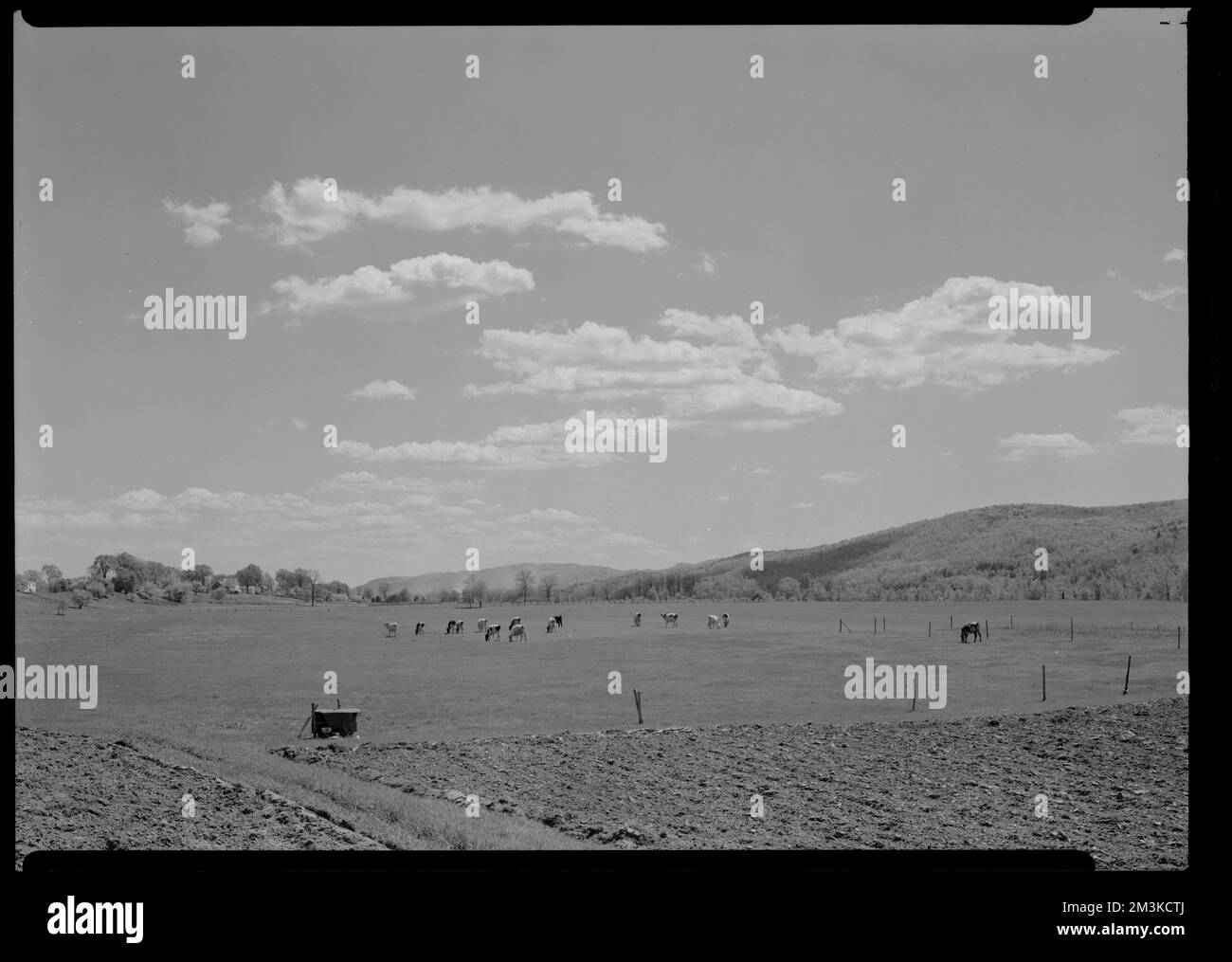 Outdoors, New England , Cattle, Rural areas. Samuel Chamberlain
