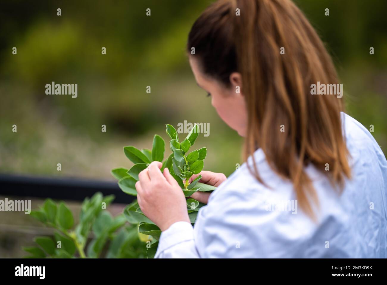 Australian agriculture research hi-res stock photography and images - Alamy