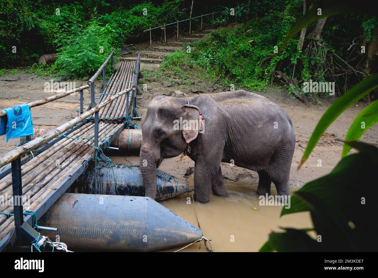 An elephant eating water near the bridge used to cross to the raft. Stock Photo