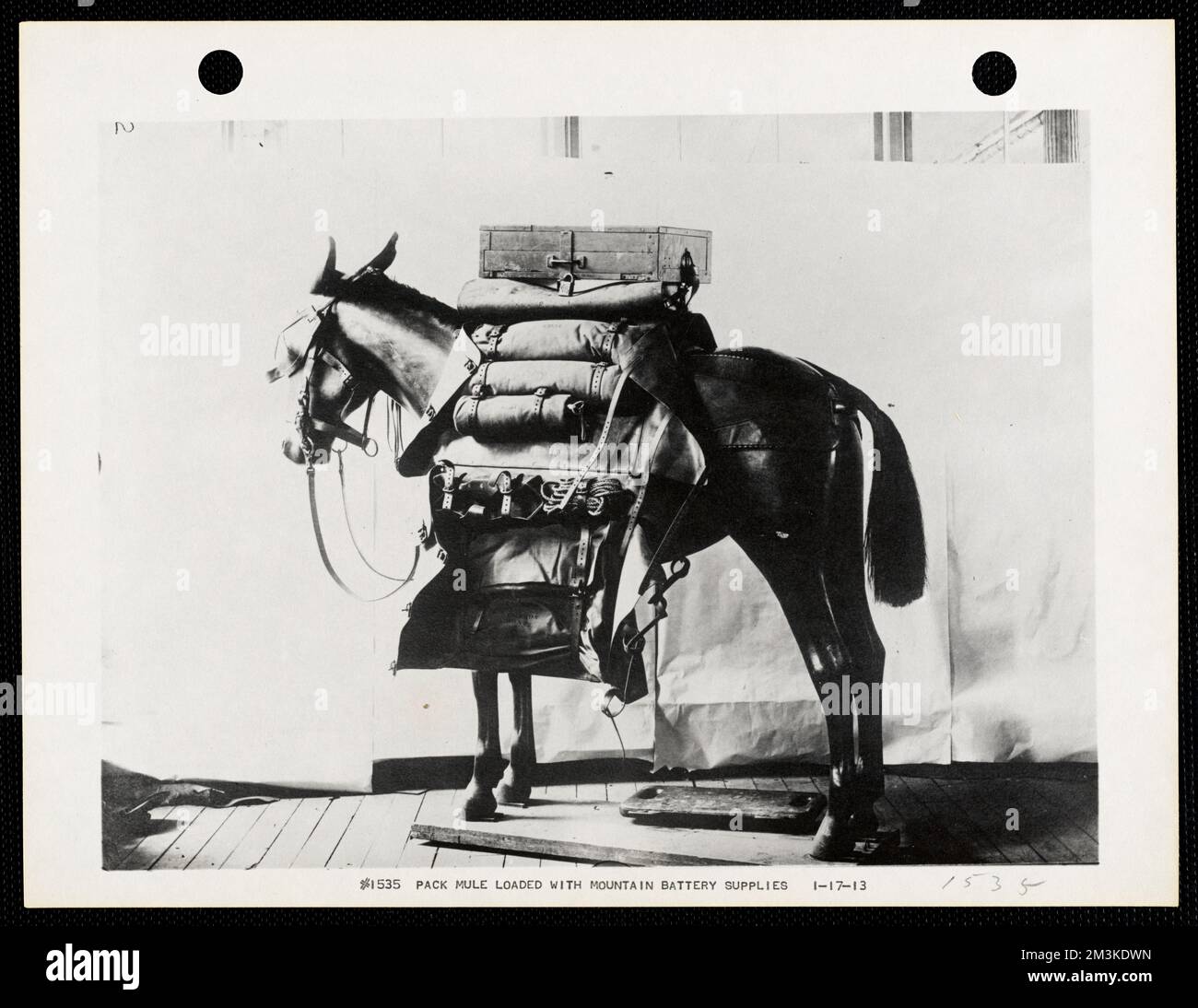 Pack mule loaded with mountain battery supplies , Mules, Pack animals