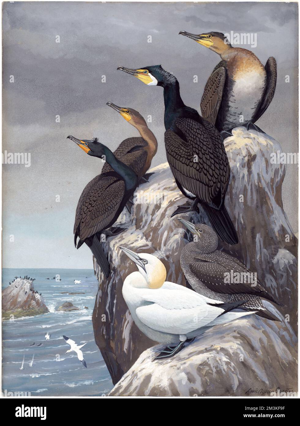 Panel 10: Cormorant, Double-crested Cormorant, Gannet , Cormorants, Double-crested cormorant, Gannets Stock Photo