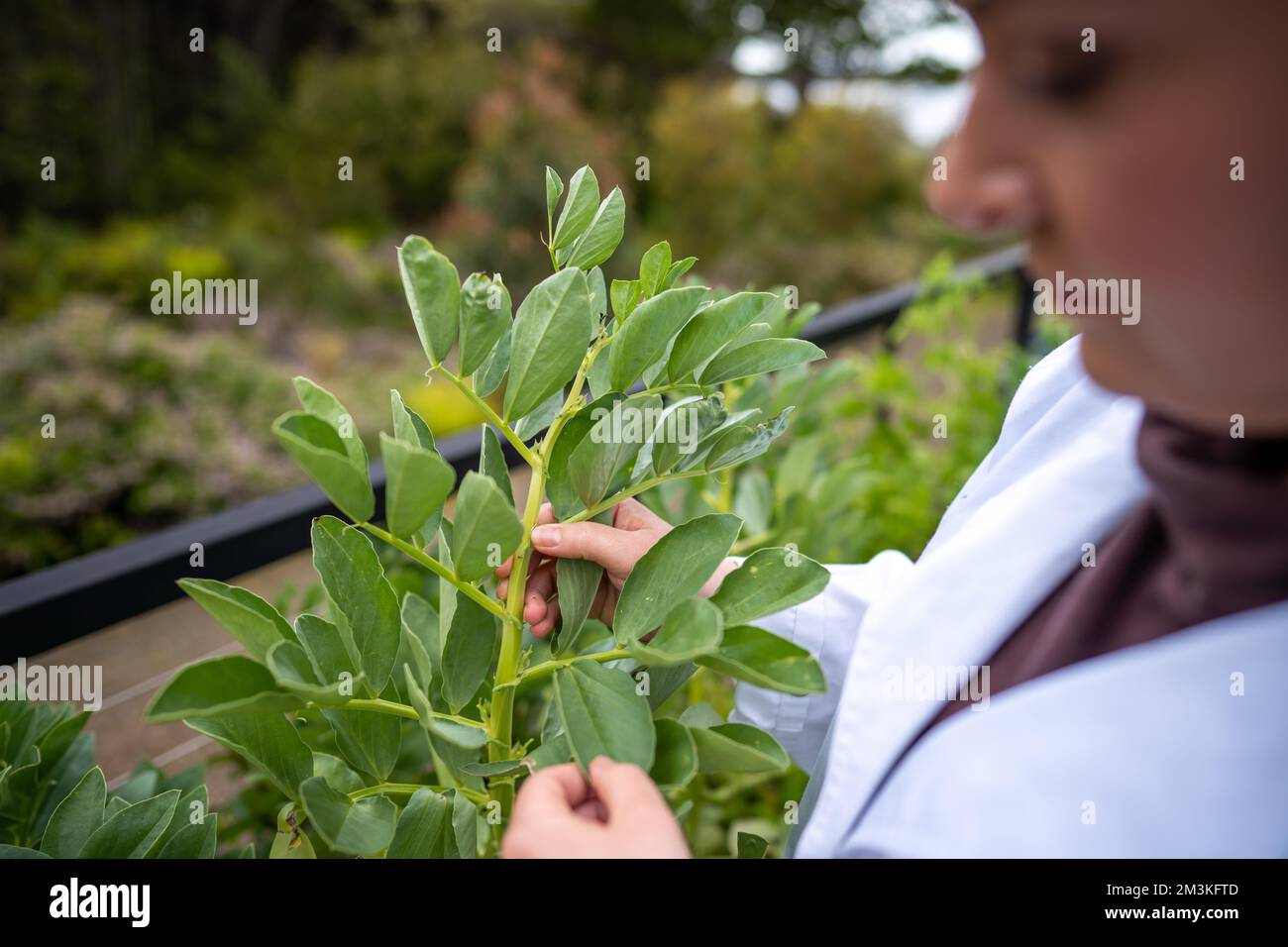 Australian agriculture research hi-res stock photography and images - Alamy