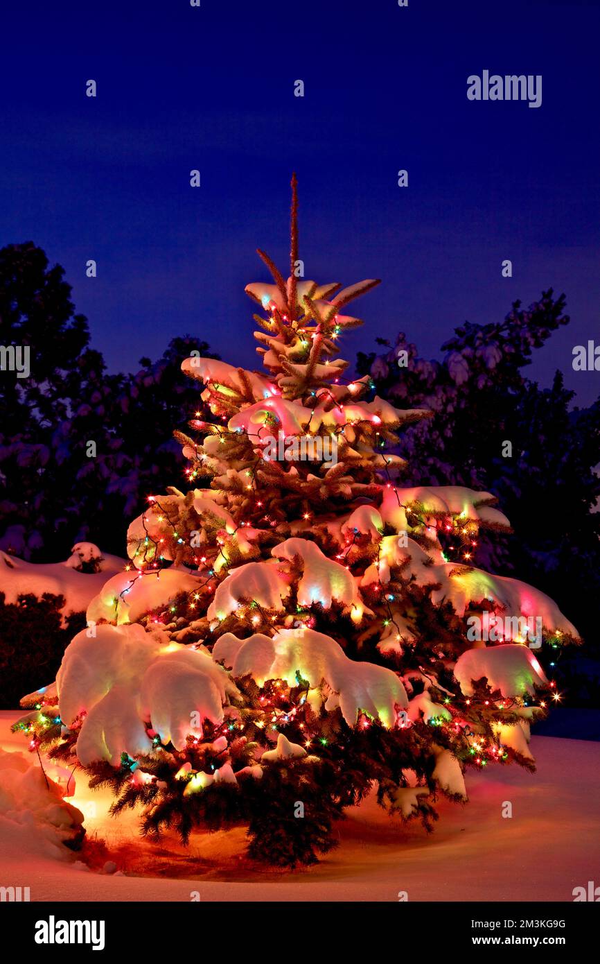 Outdoor Christmas Tree, Denver, Colorado, USA, 12/11 Stock Photo