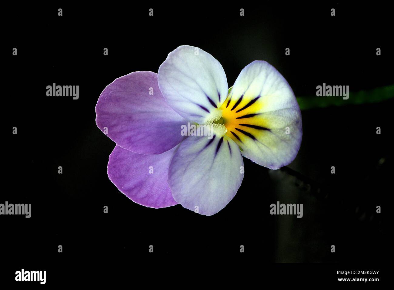 Pansey flower Stock Photo