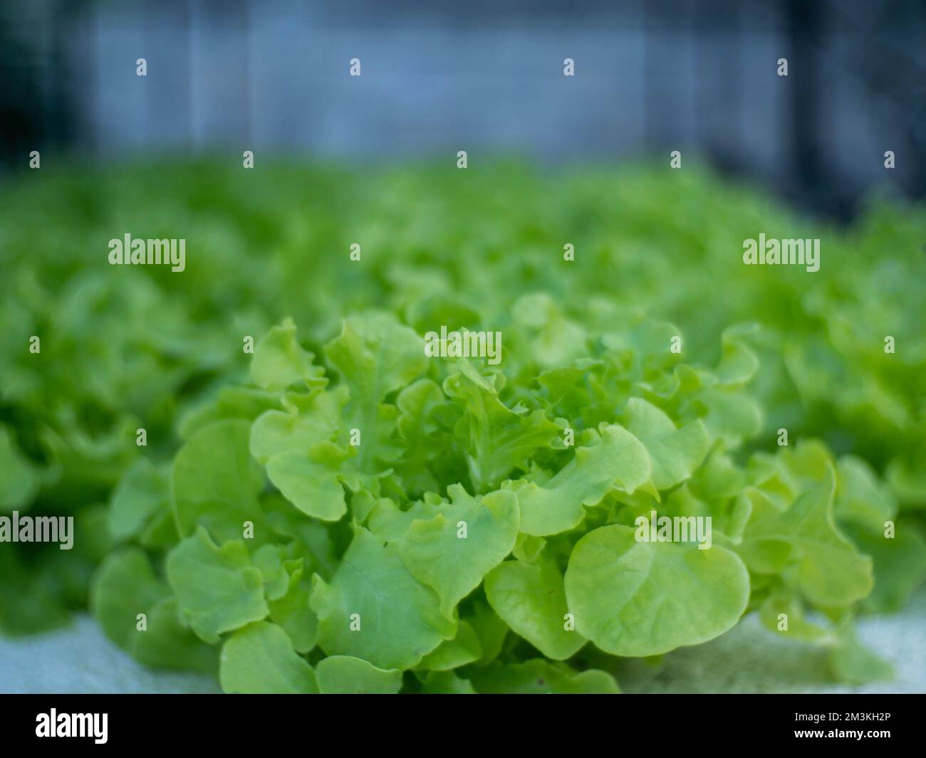 Organic vegetables of various sizes Stock Photo - Alamy