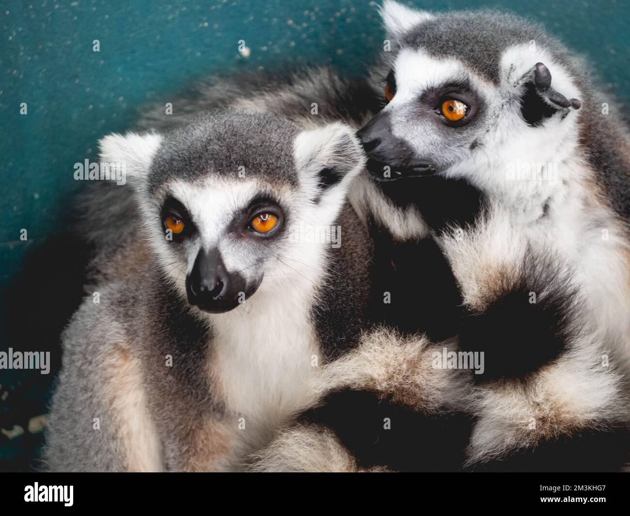 Two lemurs that are close together Stock Photo