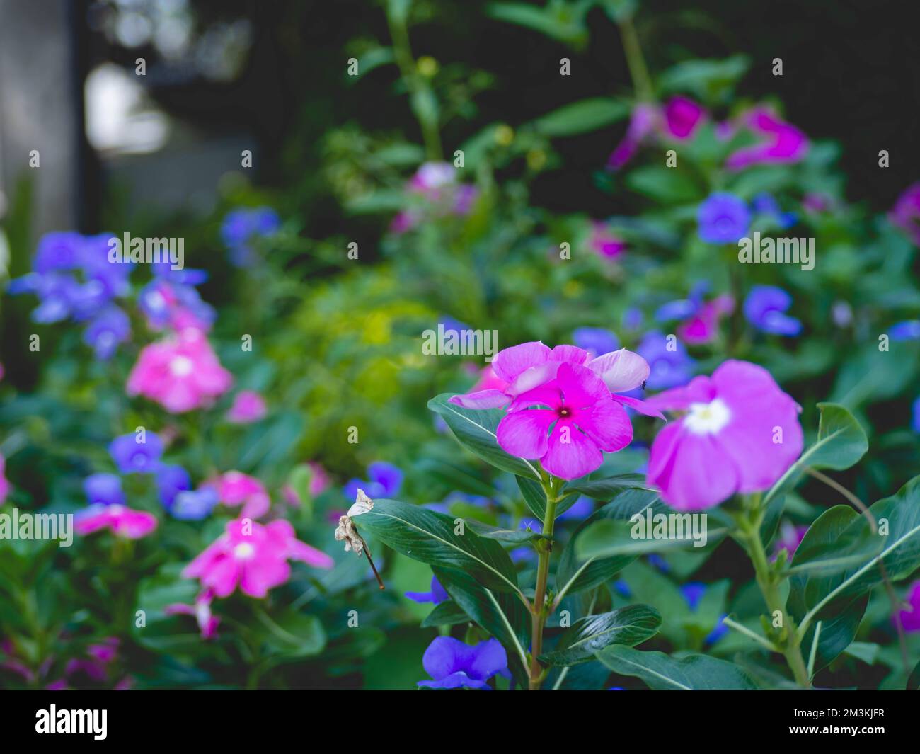 Pink and purple flower garden Stock Photo - Alamy
