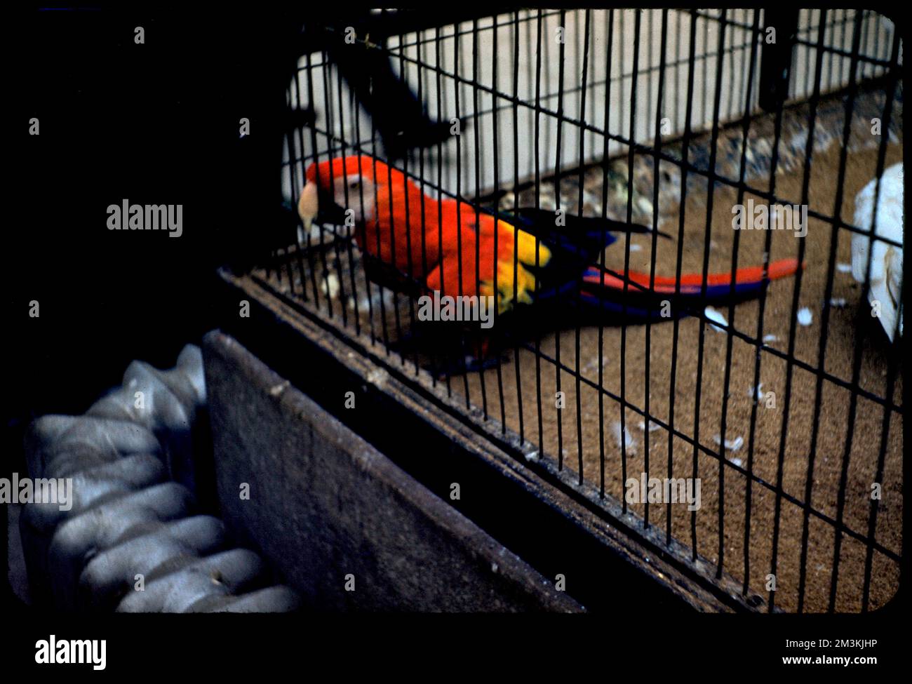 Parrot, Franklin Park , Parrots, Zoos, Zoo animals, Franklin Park Zoo