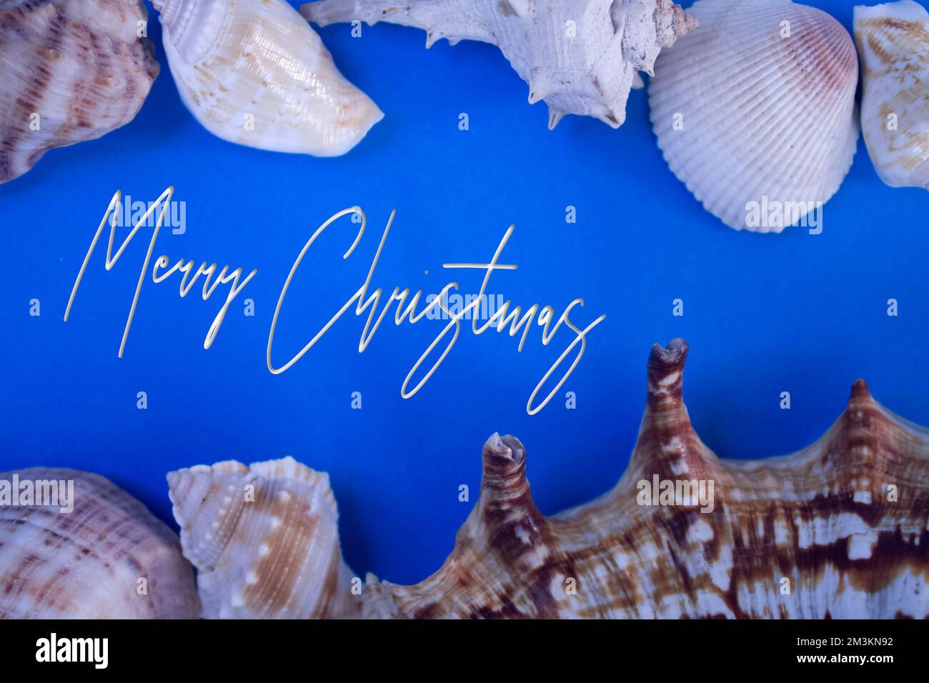 Animal Shell, Summer vacation, marine background with Merry Christmas text. Stock Photo