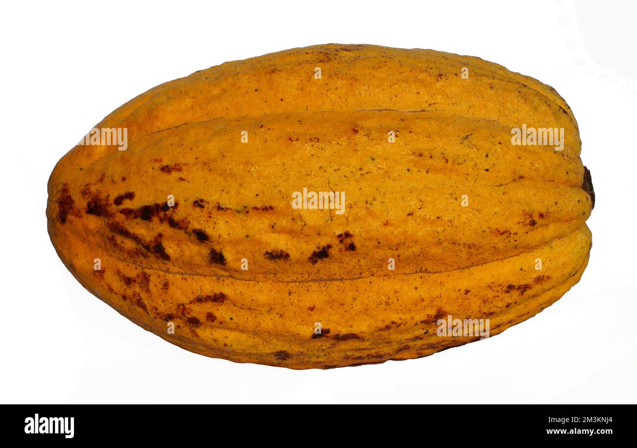 Orange color Theobroma cacao or cocoa pod fruit isolated on white background, Fruits for