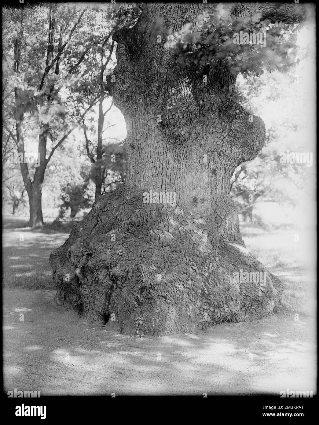 Peabody, Andover Street, views, trees at Mrs. Jacob C. Rogers Estate ...