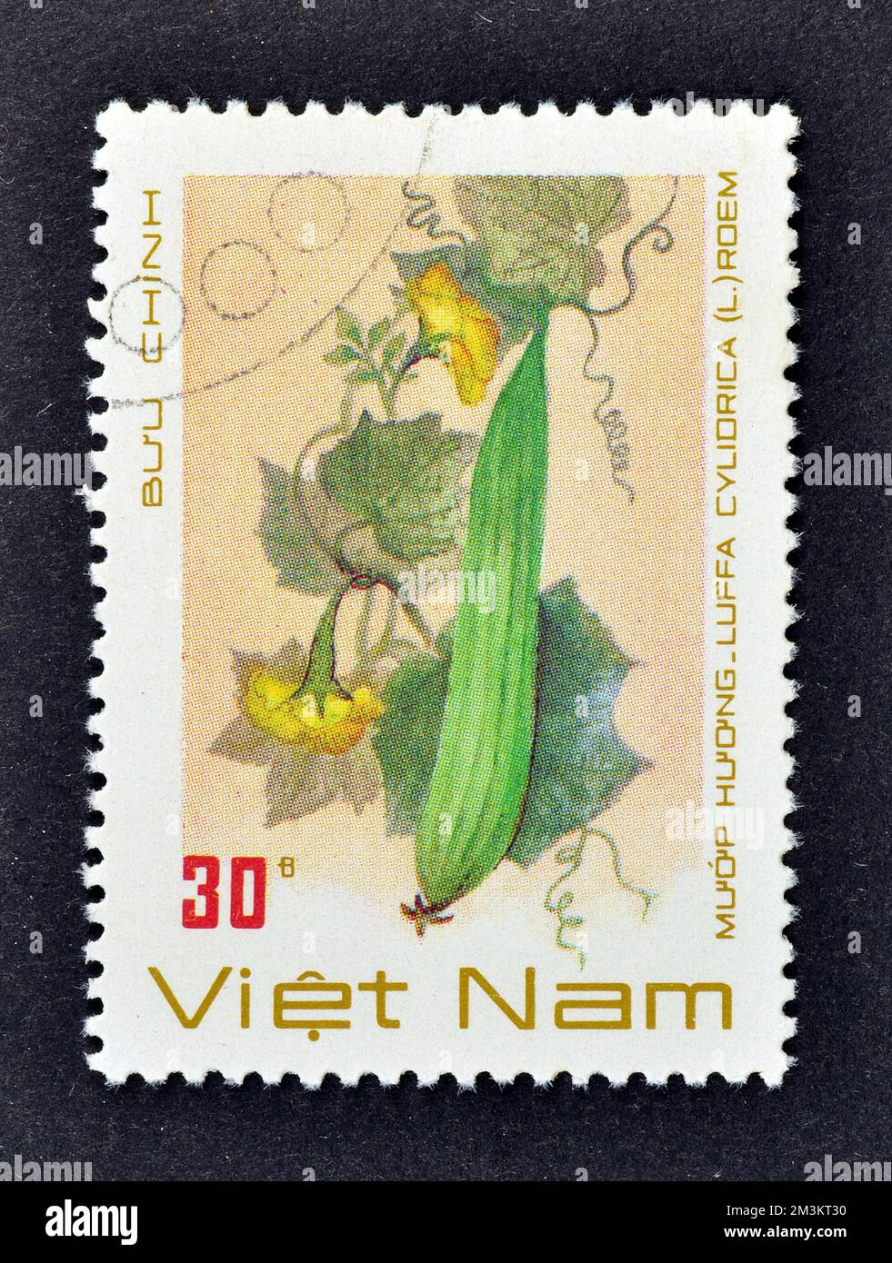 Cancelled postage stamp printed by Vietnam, that shows Climbing okra, Dish-cloth Gourd, Dishrag gourd, Egyptian luffa, Rag Gourd, Smooth luffa, Spong Stock Photo
