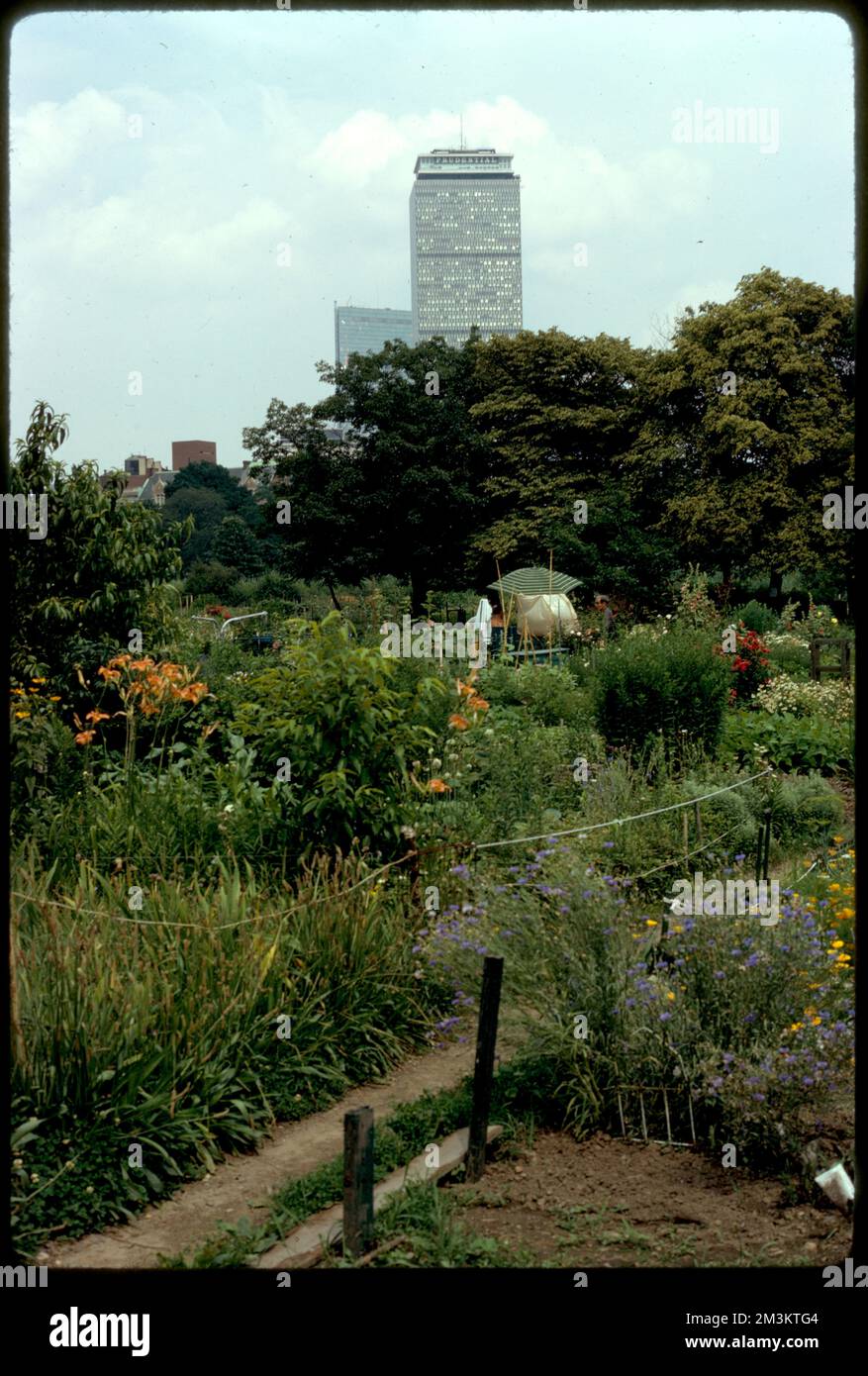 Personal gardens in Fenway , Parks, Community gardens, Gardening