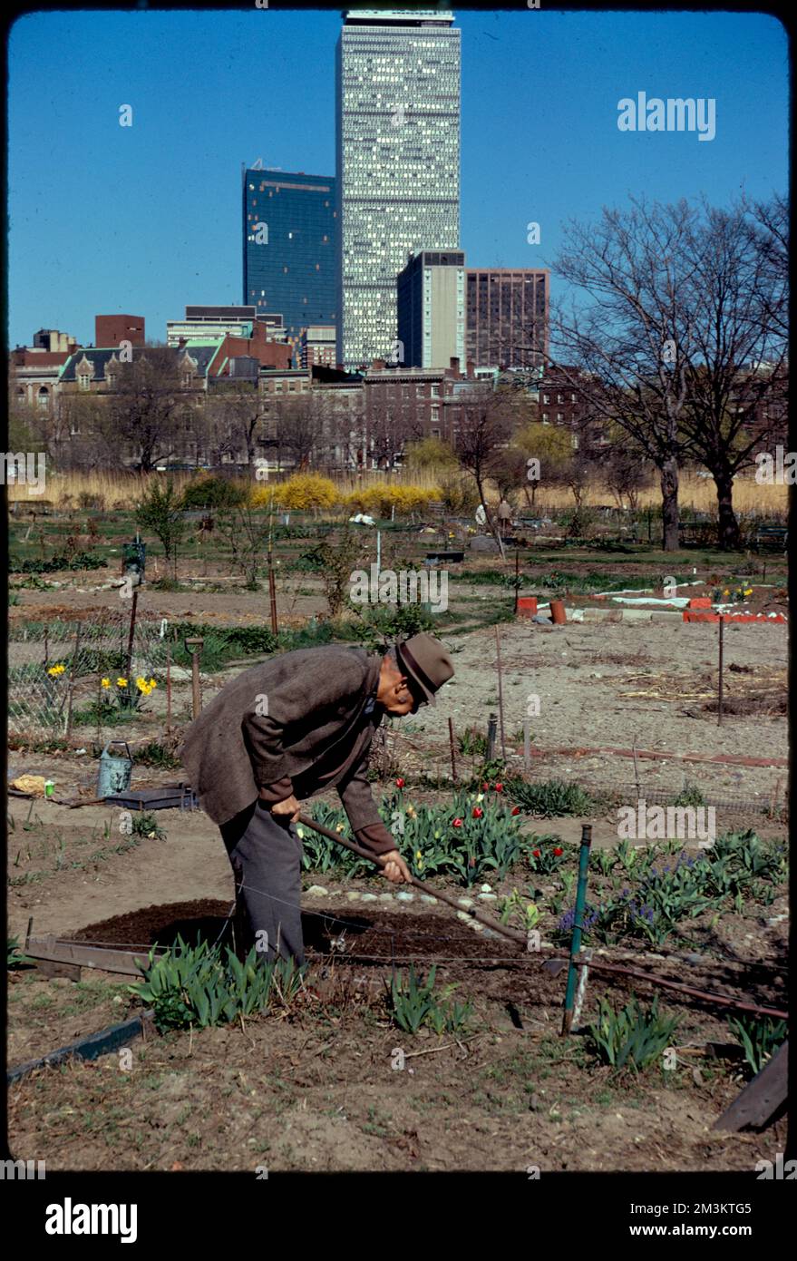 Personal gardens in Fenway , Parks, Community gardens, Gardening