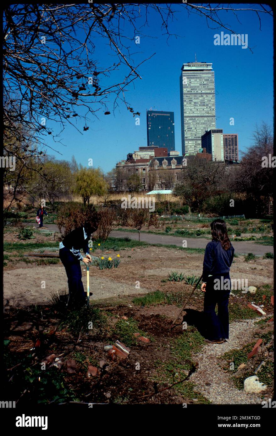 Personal gardens in Fenway , Parks, Community gardens, Gardening