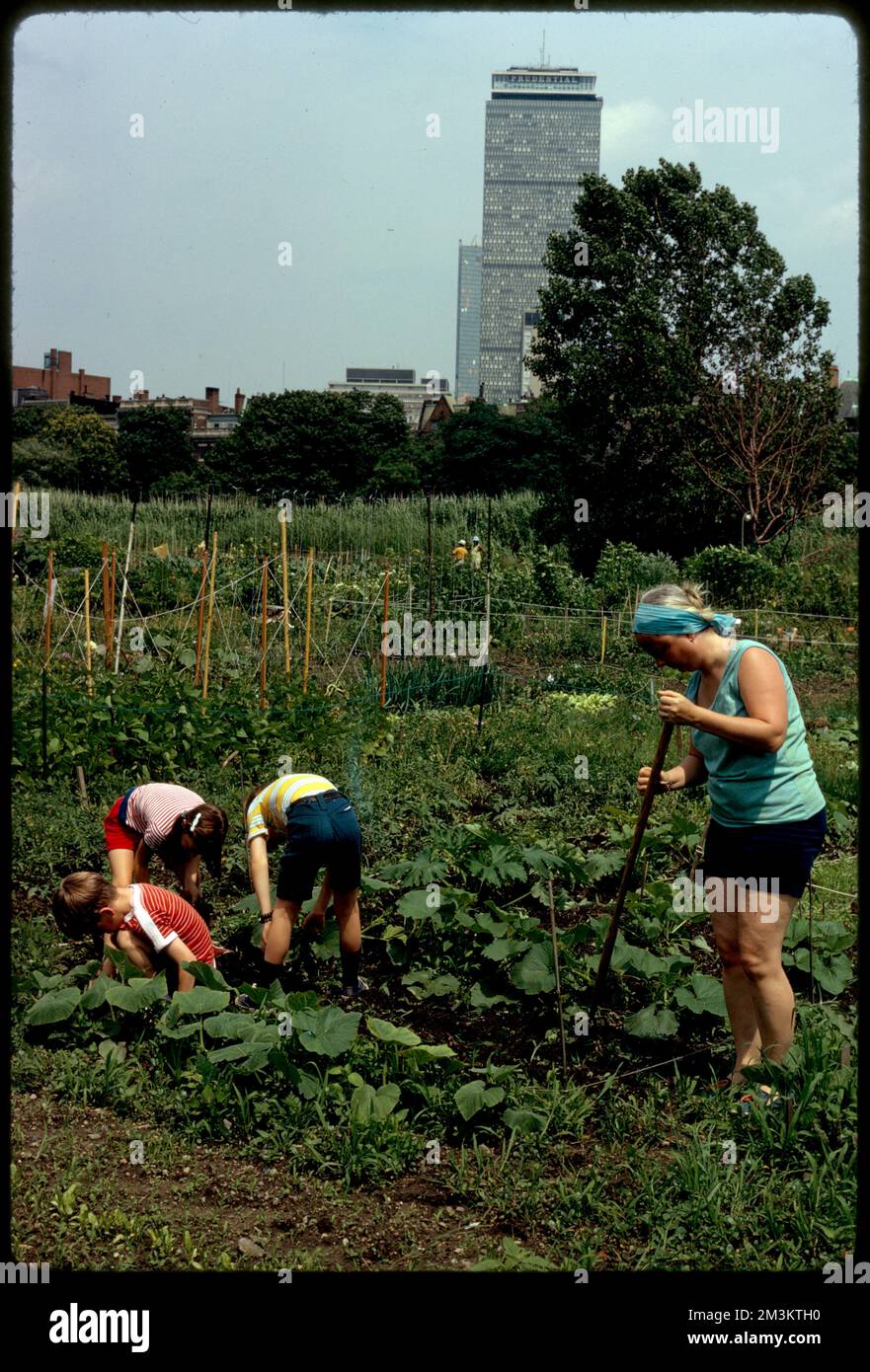 Personal gardens in Fenway , Parks, Community gardens, Gardening