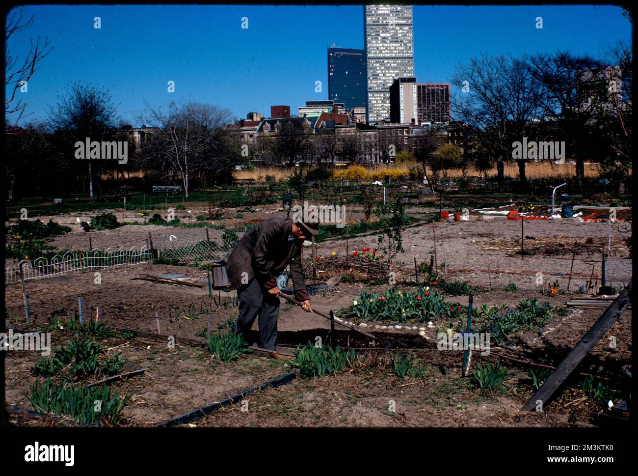 Personal gardens in Fenway , Parks, Community gardens, Gardening