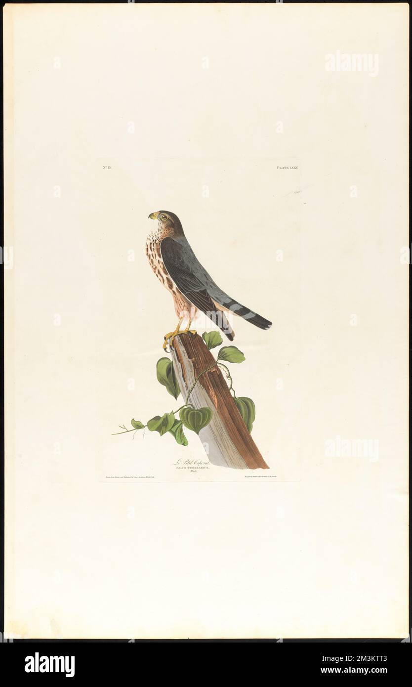 Le petit caporal : Falco temerarius. Male. c.1 v.1 plate 75 , Falcons, Vines, Merlin Bird, Smilax. The Birds of America- From Original Drawings by John James Audubon Stock Photo