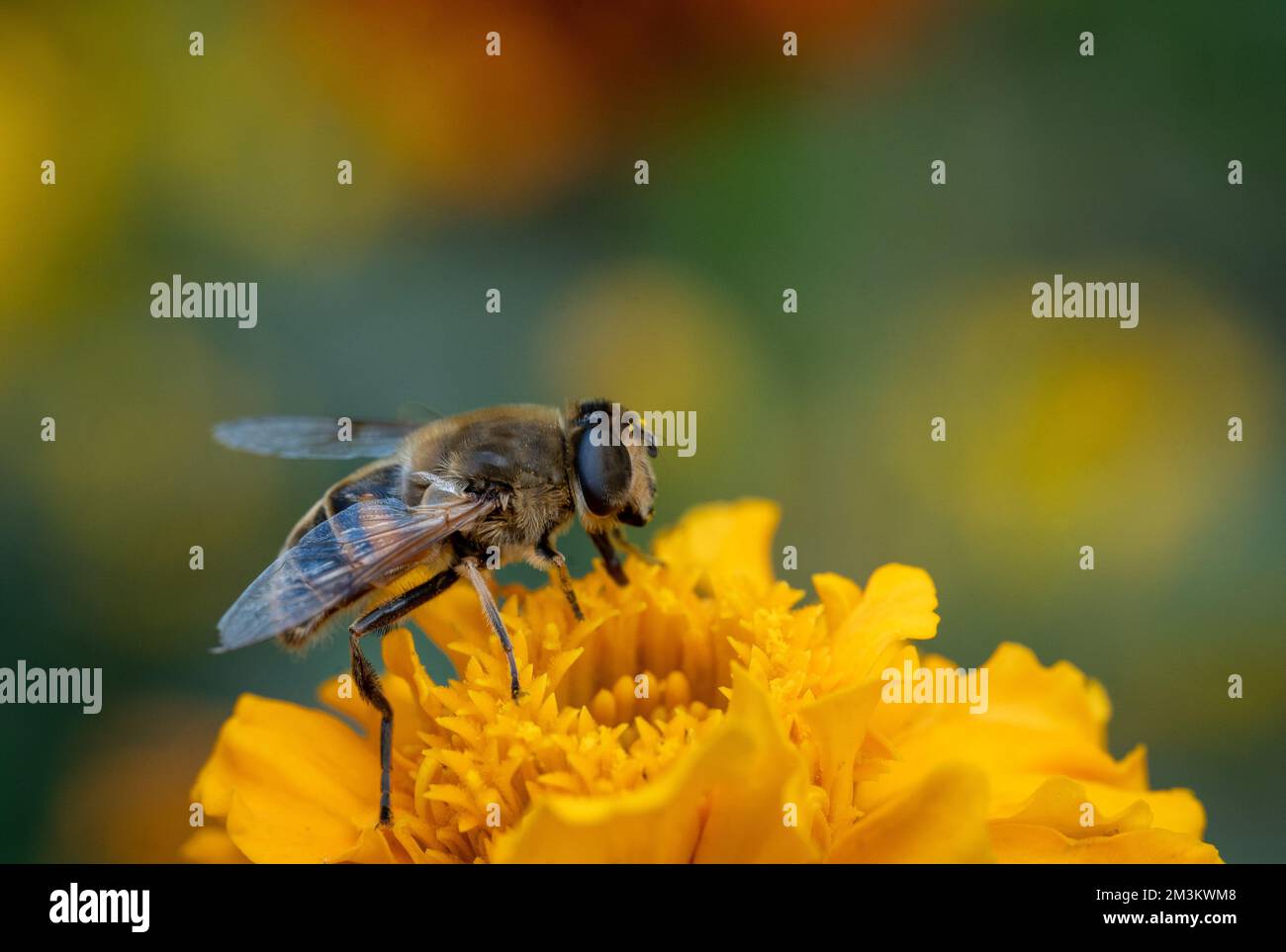 A closeup of bee sipping nectar from yello flower Stock Photo