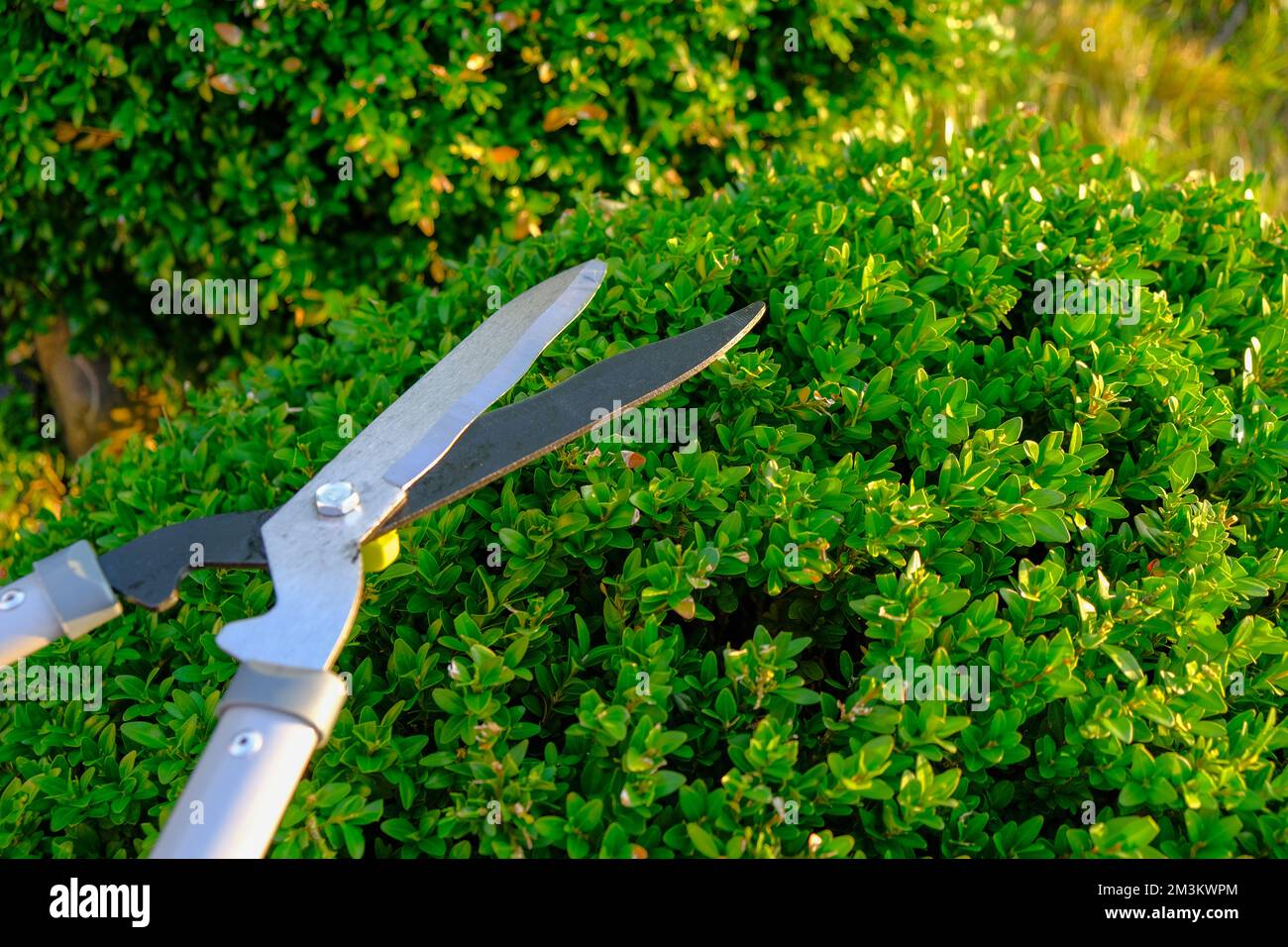Garden shears for cutting plants. Shearing plants in the garden