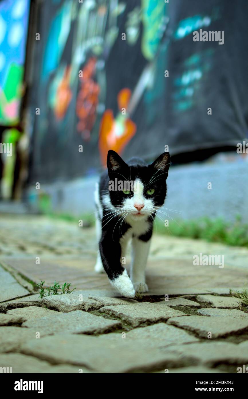 A black and white cat walking in street Stock Photo - Alamy
