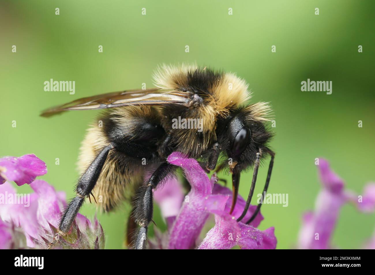 Natural closeup on a fluffy male Field cuckoo-bee, Bombus campestris a bumblebee parasite , on a purple flower Stock Photo