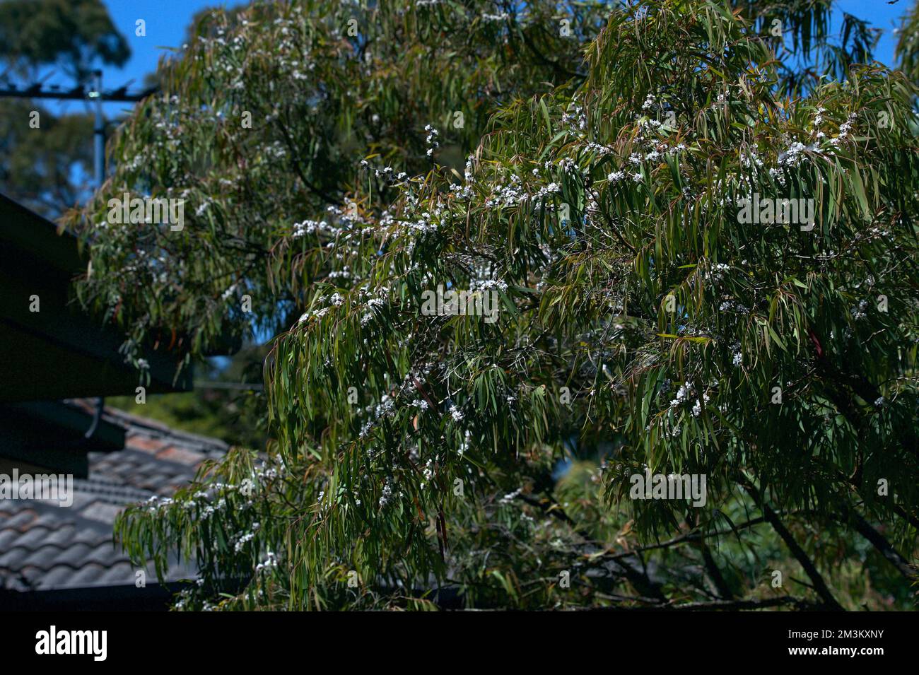 Gum tree look alike hires stock photography and images Alamy