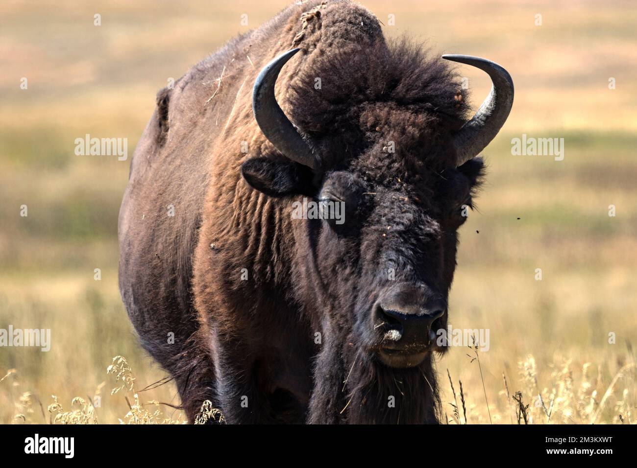 A bison (Bison bison) grazes at the Bison Range nature reserve on the Flathead Indian Reservation in western Montana. Formerly called the National Bis Stock Photo