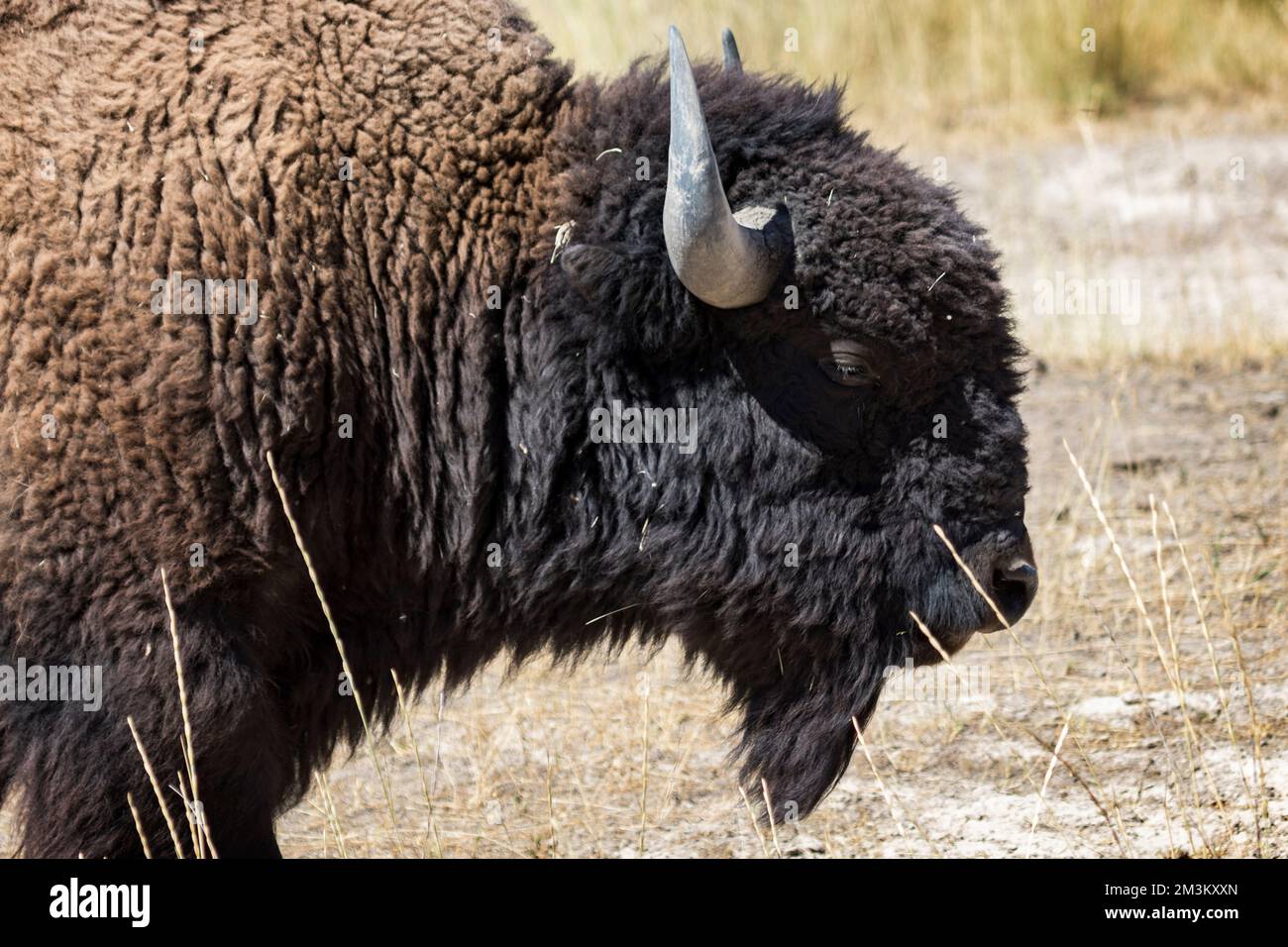 A bison (Bison bison) grazes at the Bison Range nature reserve on the