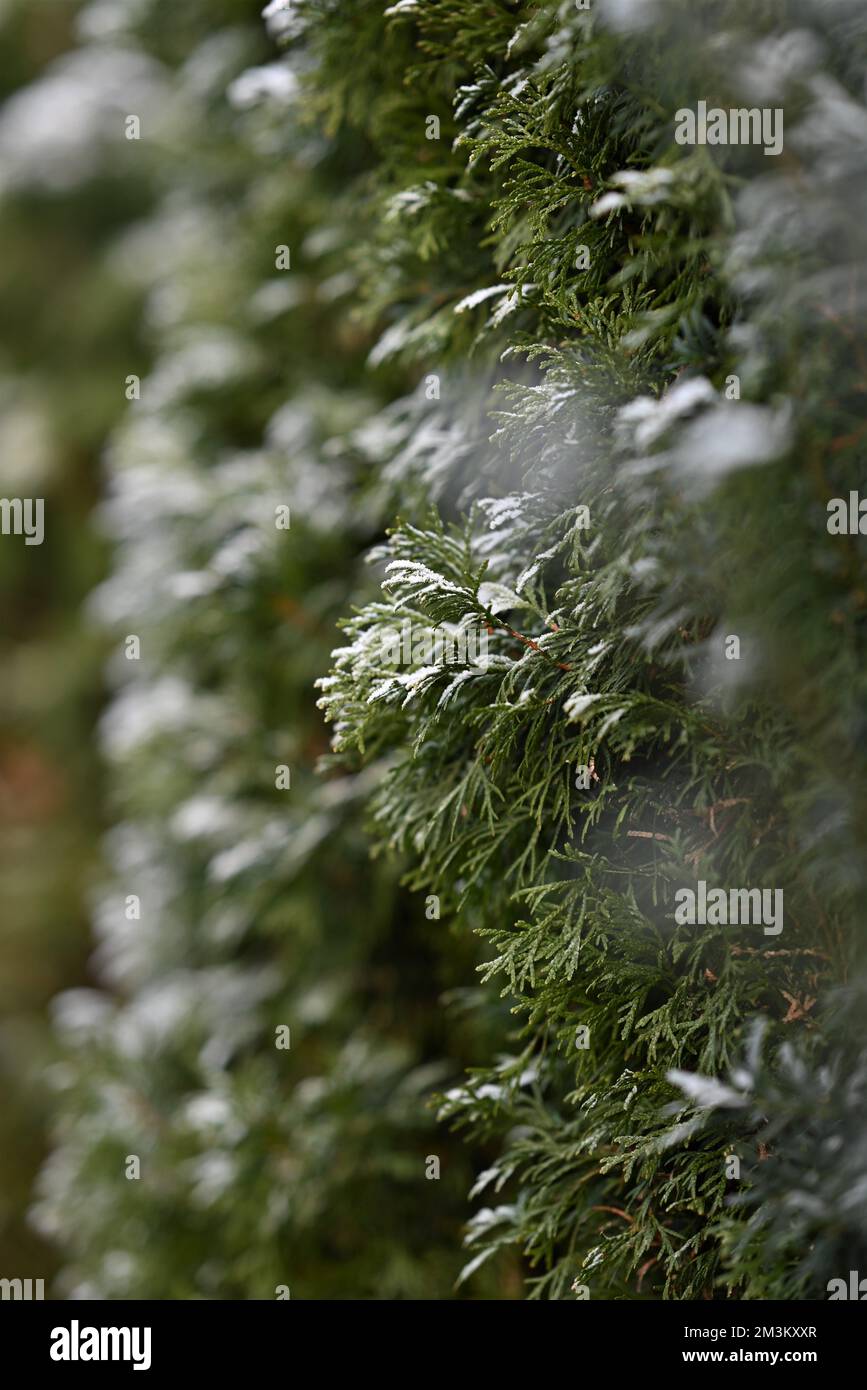 Thuja hedge with hoarfrost as a close up Stock Photo