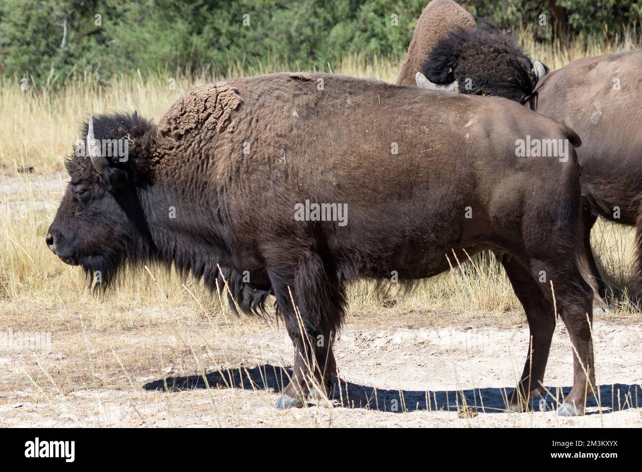 A bison (Bison bison) grazes at the Bison Range nature reserve on the