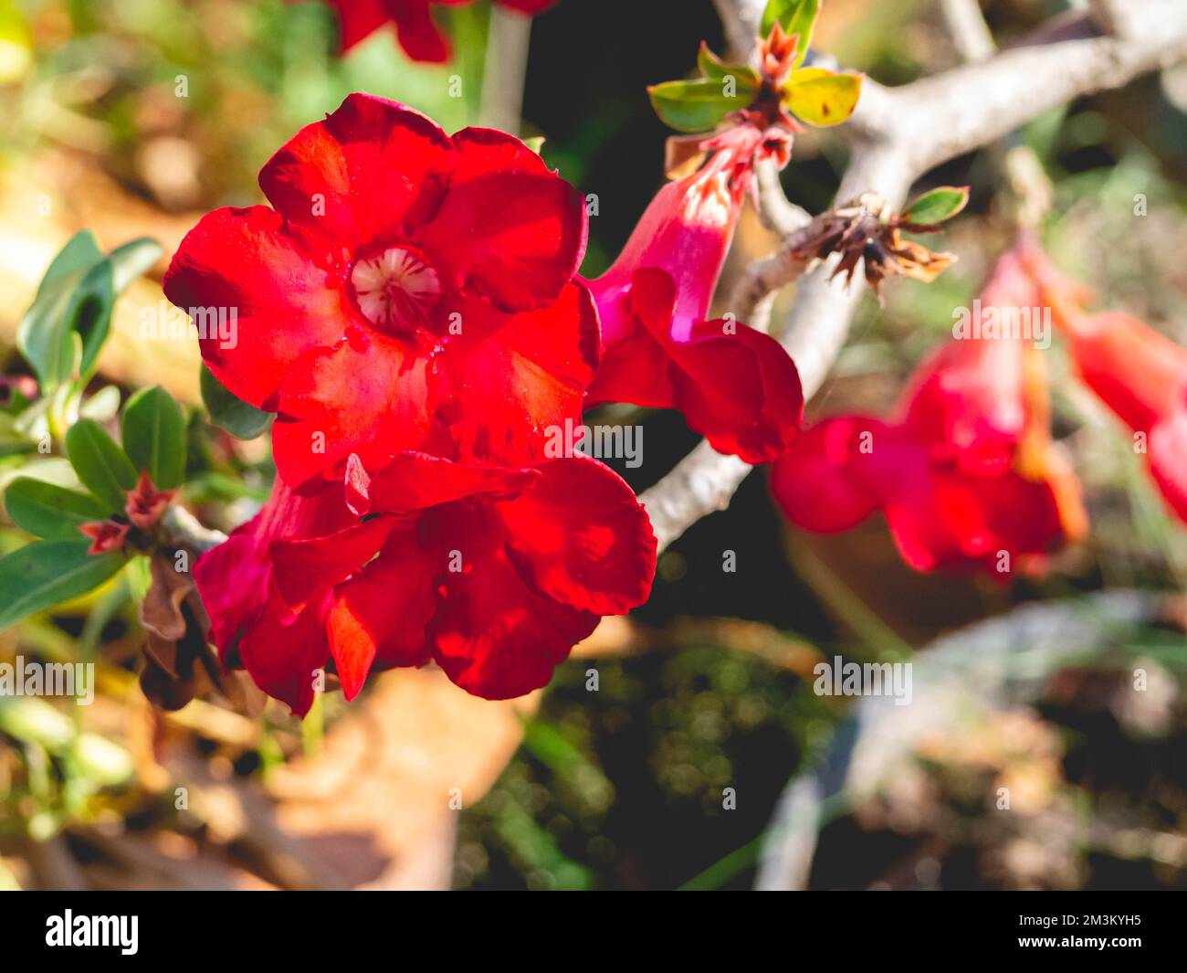 A bunch of red flowers and leaves Stock Photo