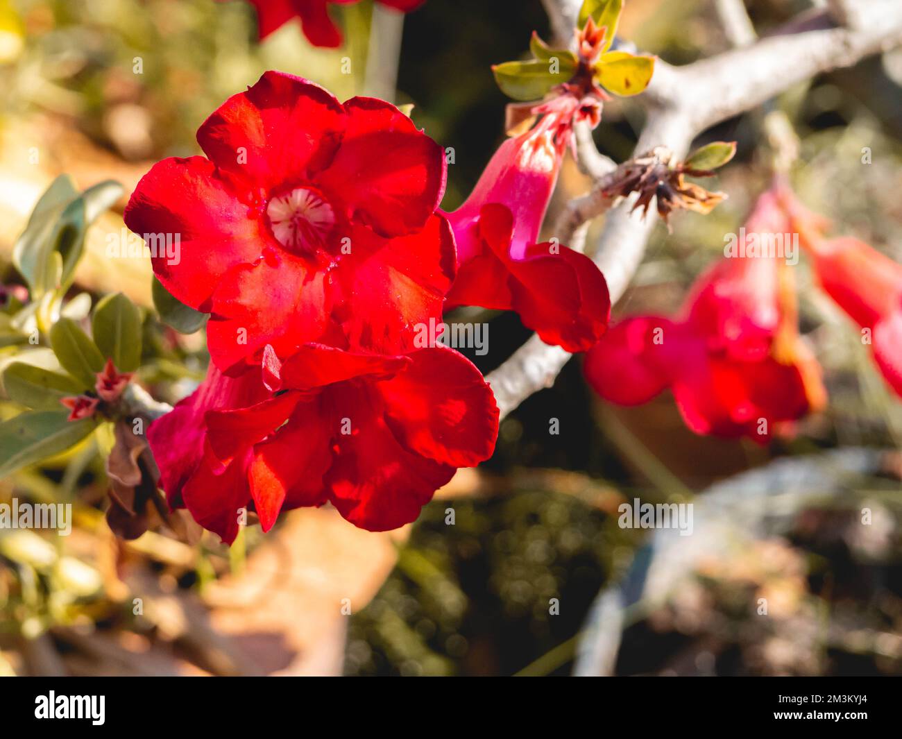 A bunch of red flowers and leaves Stock Photo