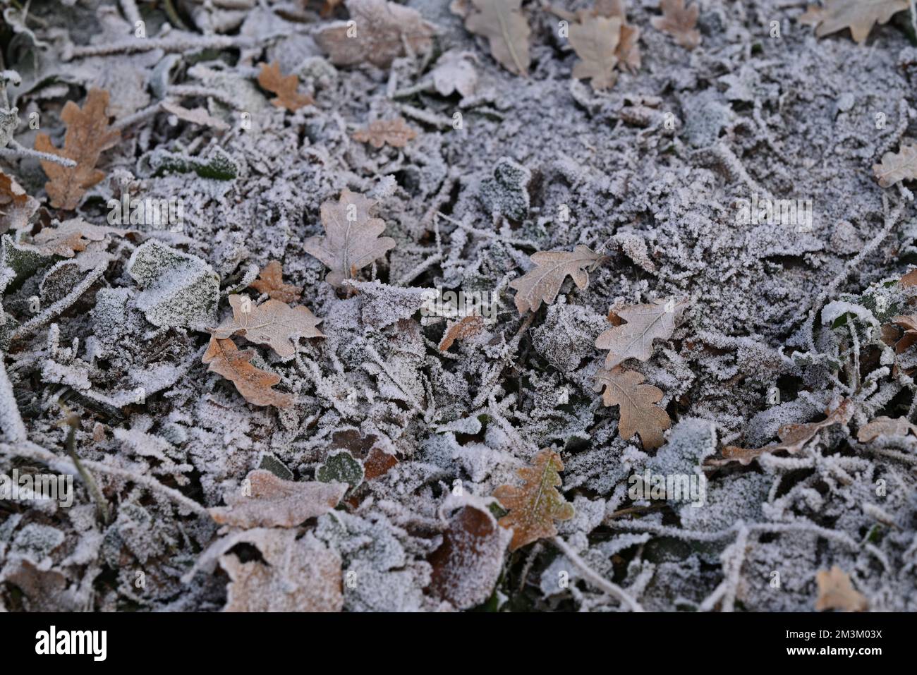 Frozen brown leaves on the forest floor, Stock Photo