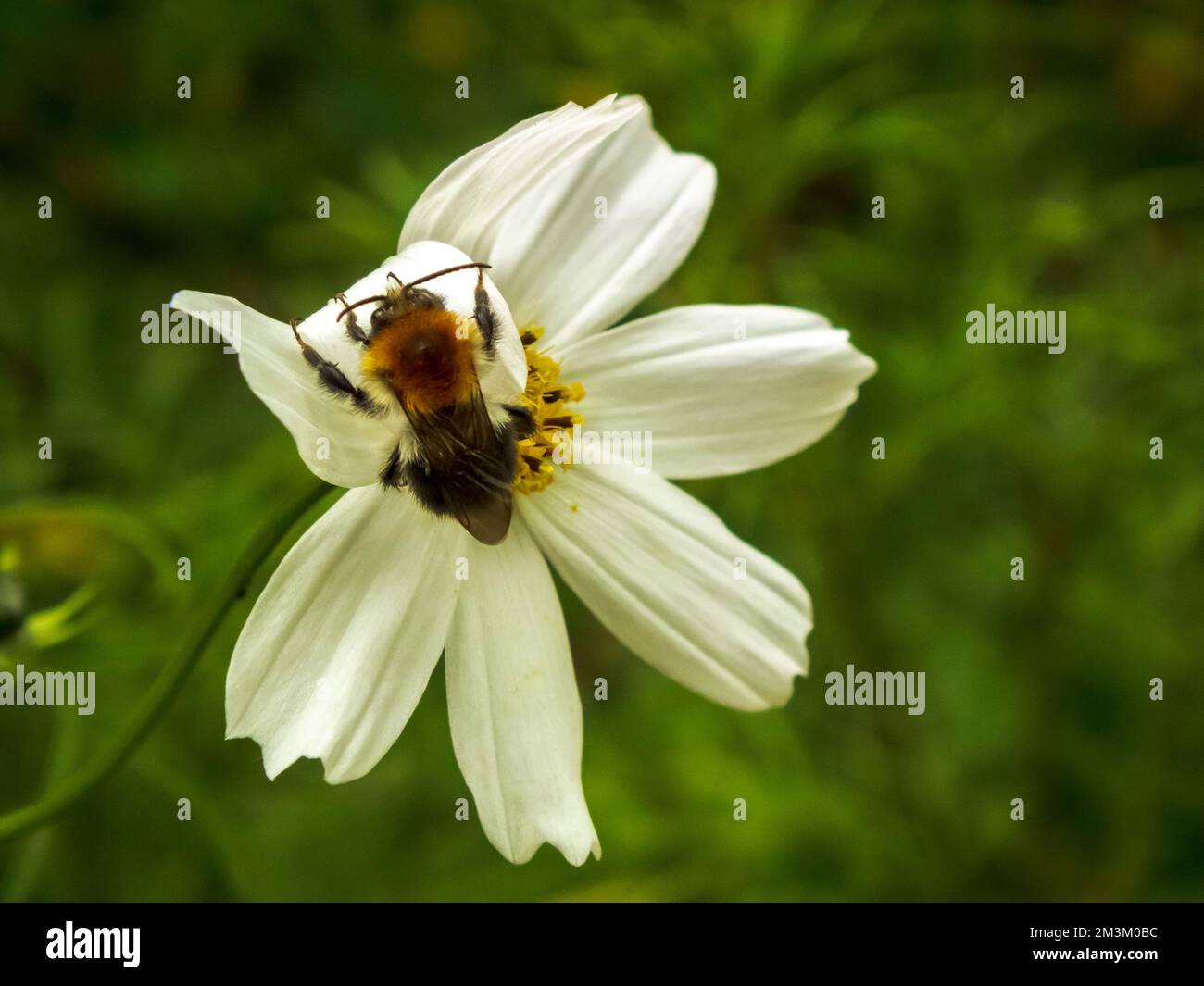 A closeup of bee sipping nectar from white flower Stock Photo