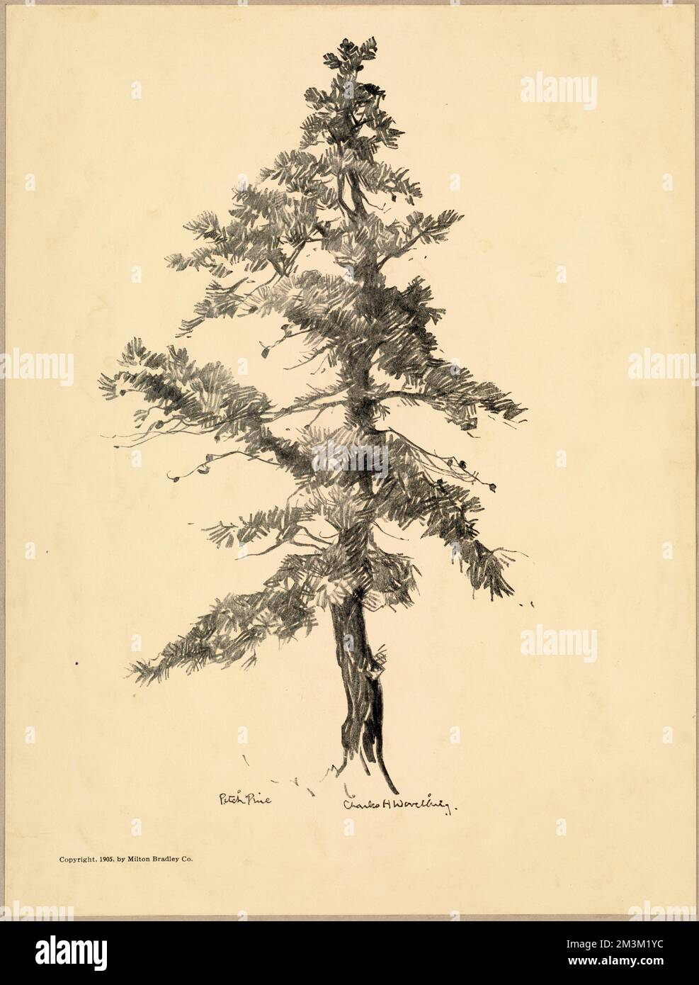 Pitch pine , Trees. Charles H. Woodbury (18641940). Prints Stock Photo