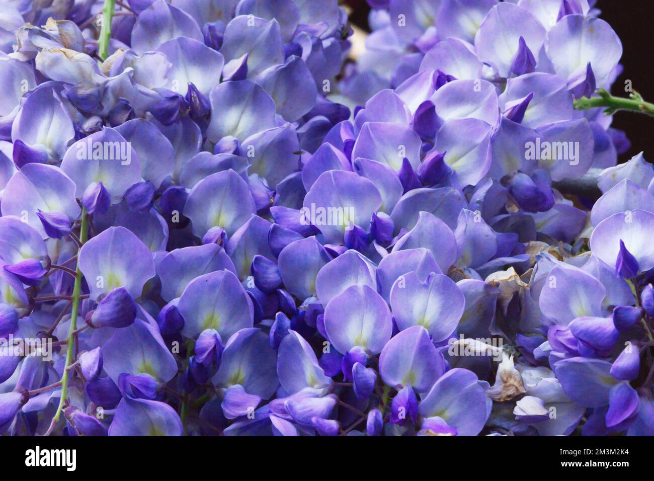Purple Chinese wisteria is a species of flowering plant in the pea. Hanging  purple flowers, Wisteria sinensis (Sims) Sweet. Lishan, Taiwan Stock Photo  - Alamy
