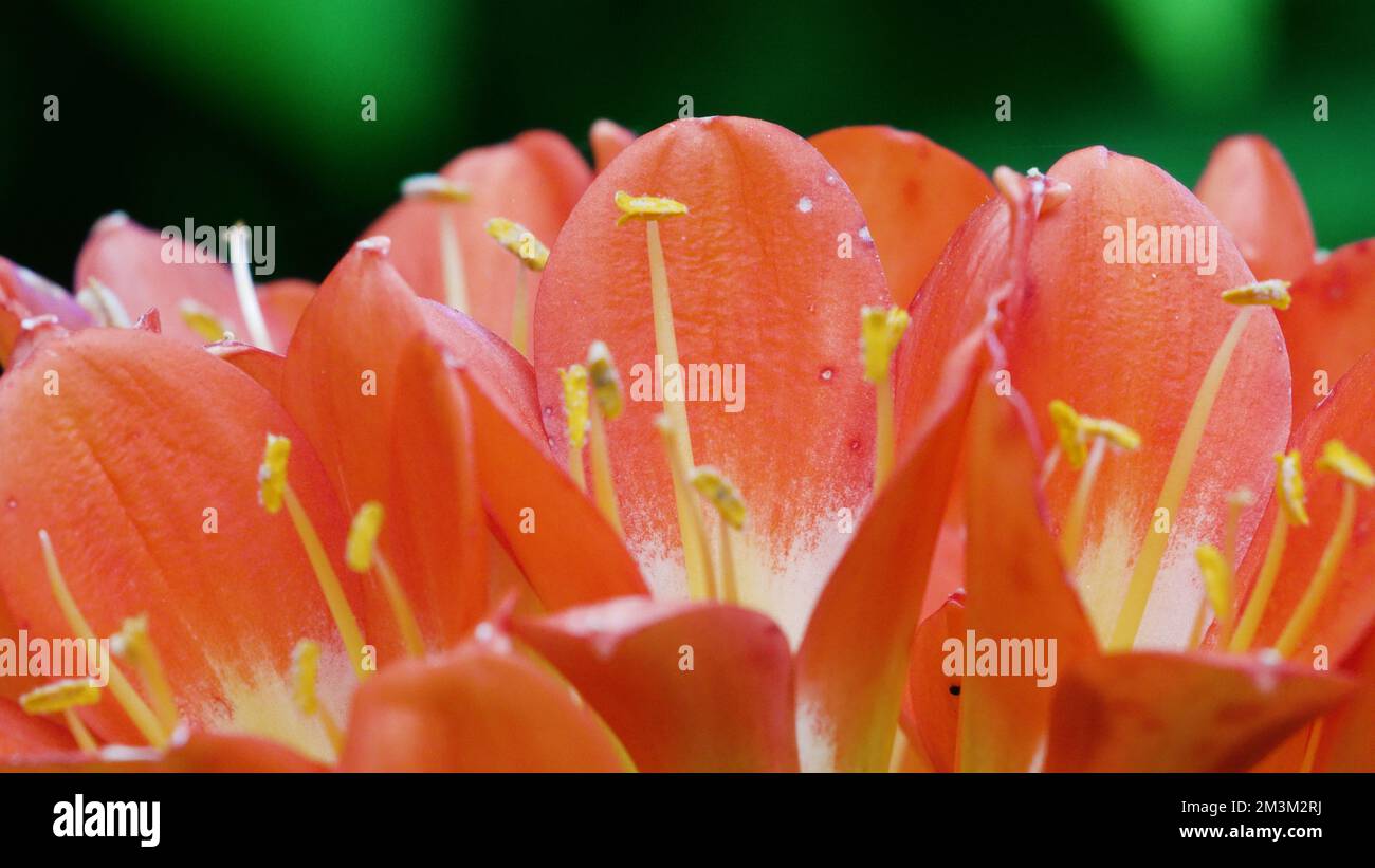 Blooming Clivia miniata flowers. Bright orange trumpets are spectacular. Spring flower season, Sun-Link-Sea Forest and Nature Resort, Nantou County, T Stock Photo