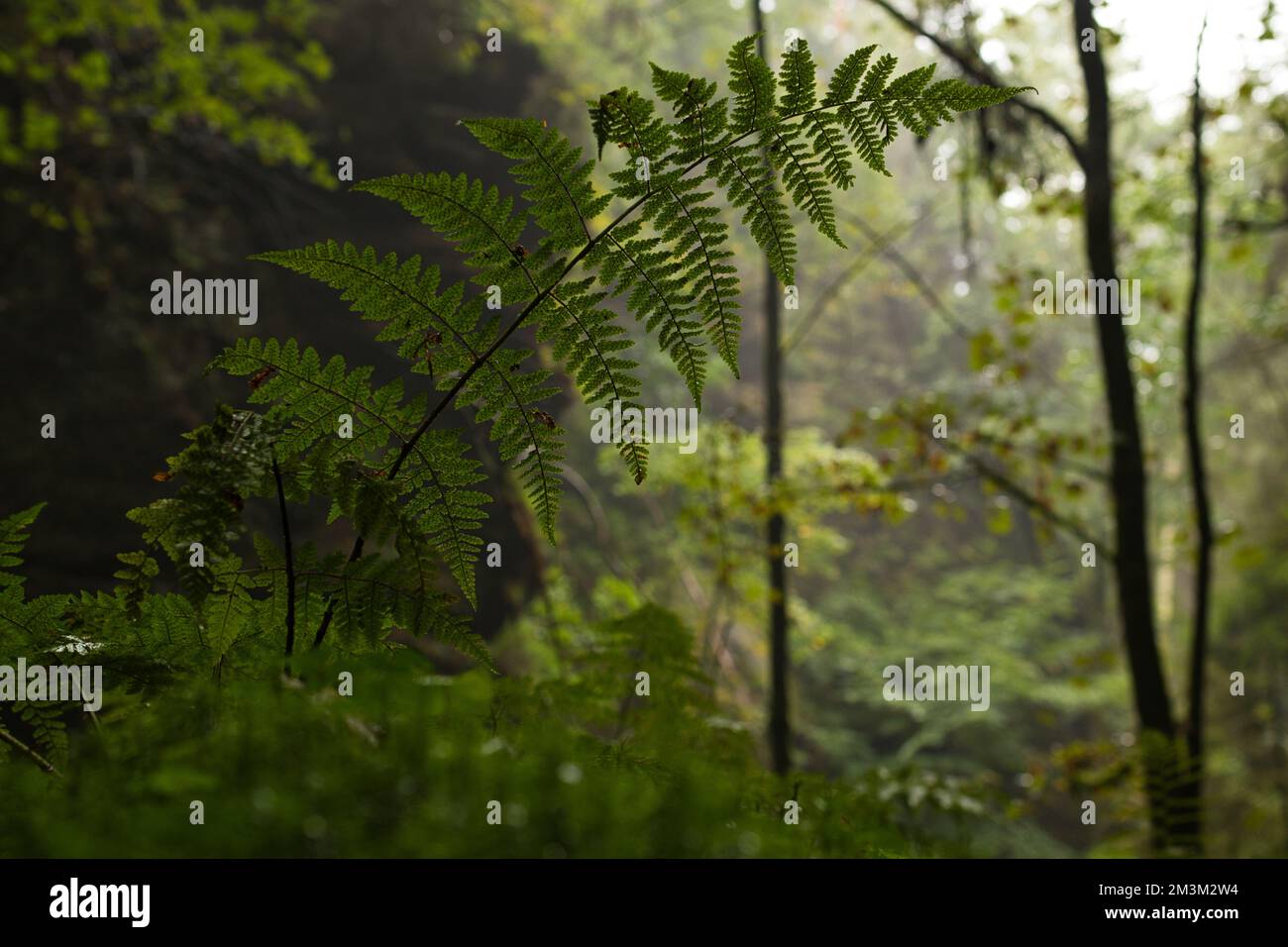 An aerial view of forest surrounded by dense trees Stock Photo - Alamy