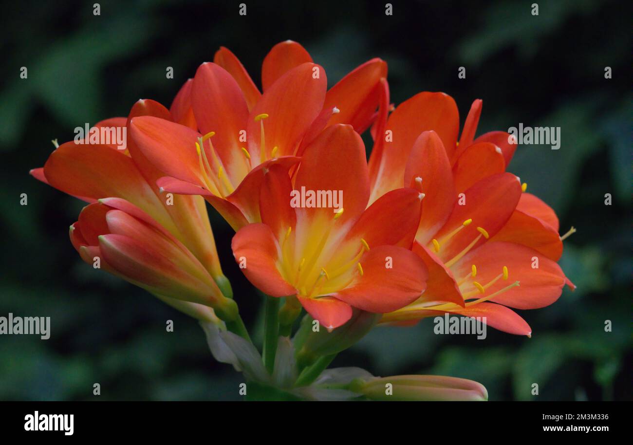 Blooming Clivia miniata flowers. Bright orange trumpets are spectacular. Spring flower season, Sun-Link-Sea Forest and Nature Resort, Nantou County, T Stock Photo