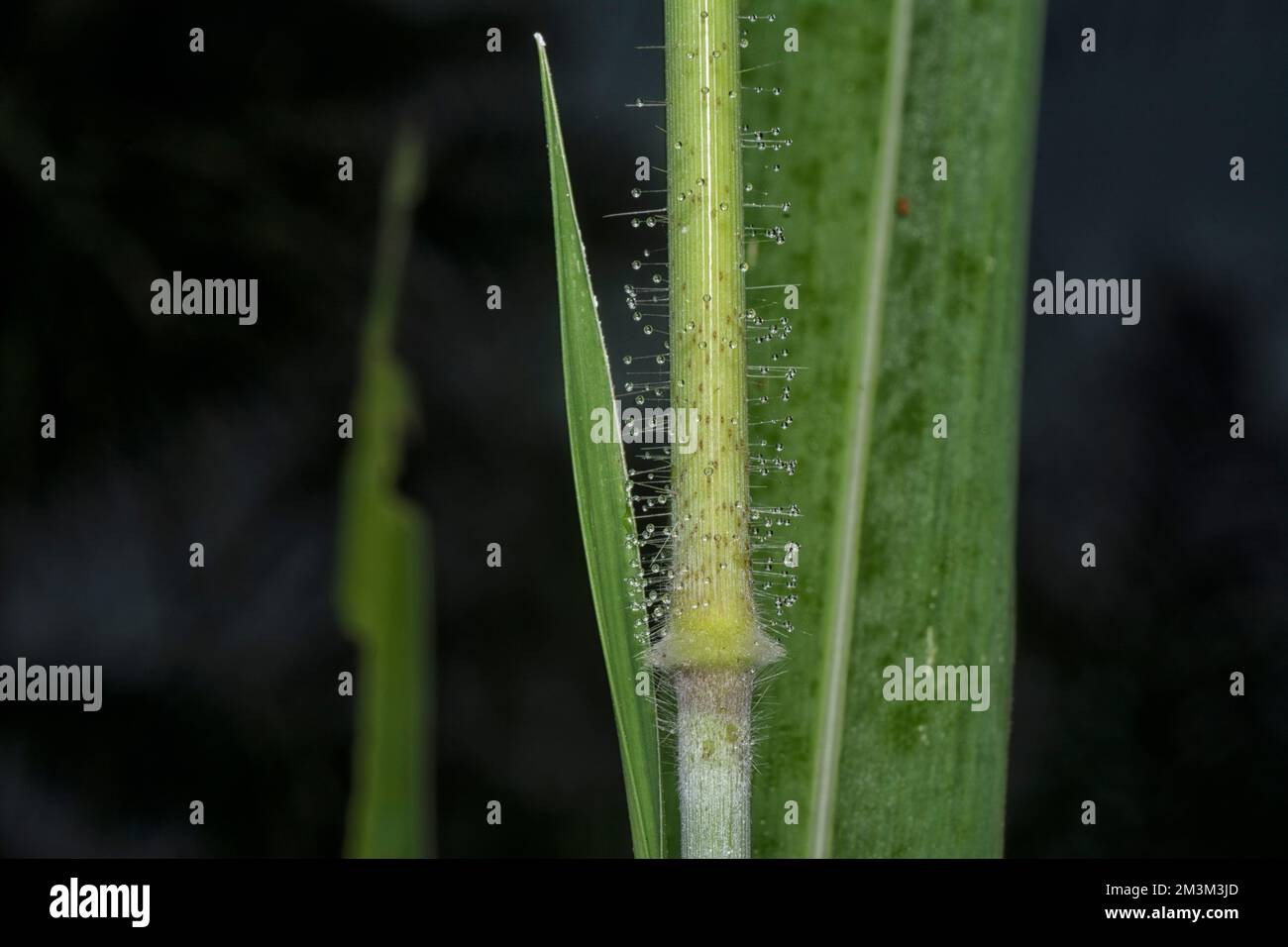 close up of the stems of poaceae grasses branch. Stock Photo