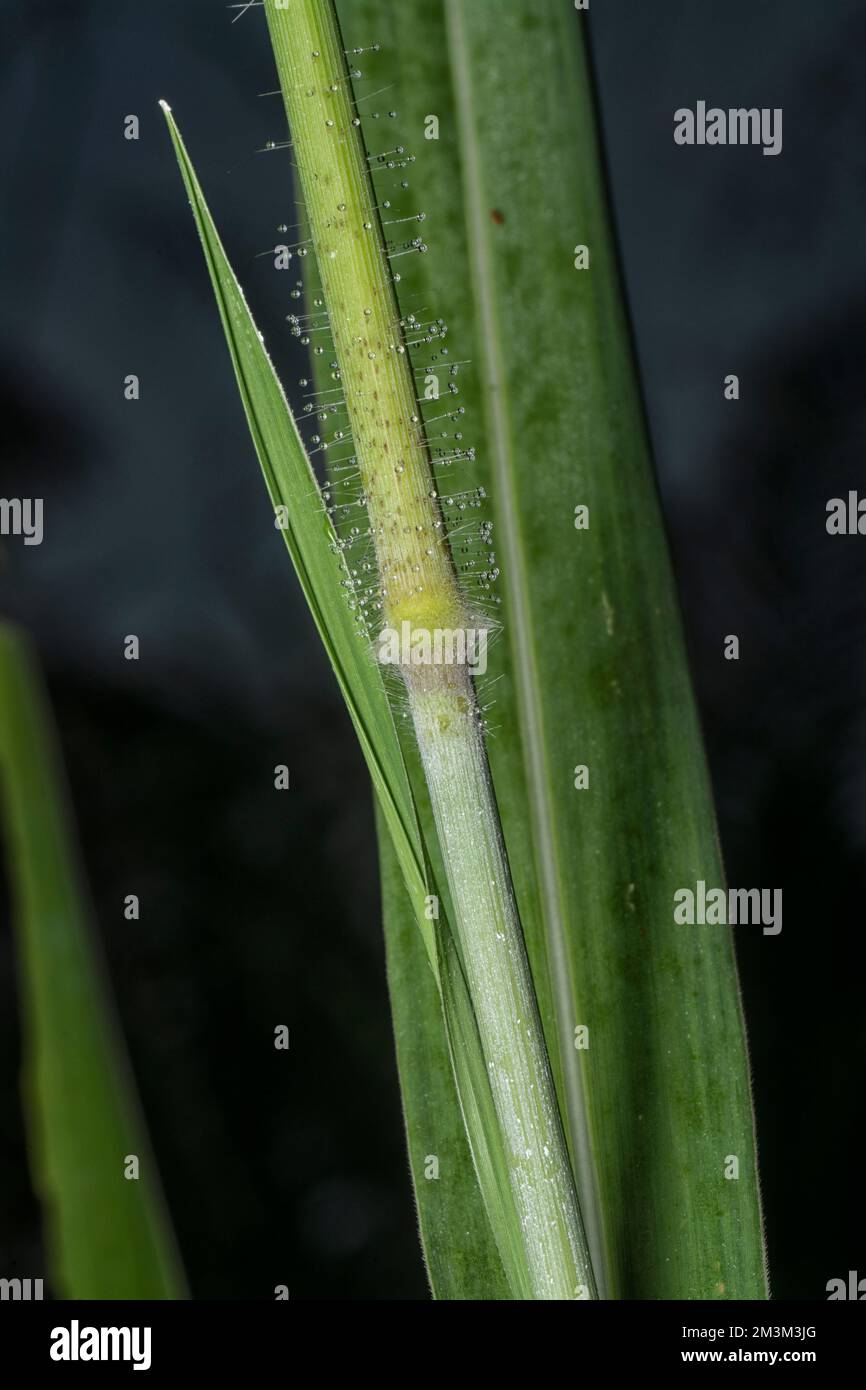 close up of the stems of poaceae grasses branch. Stock Photo