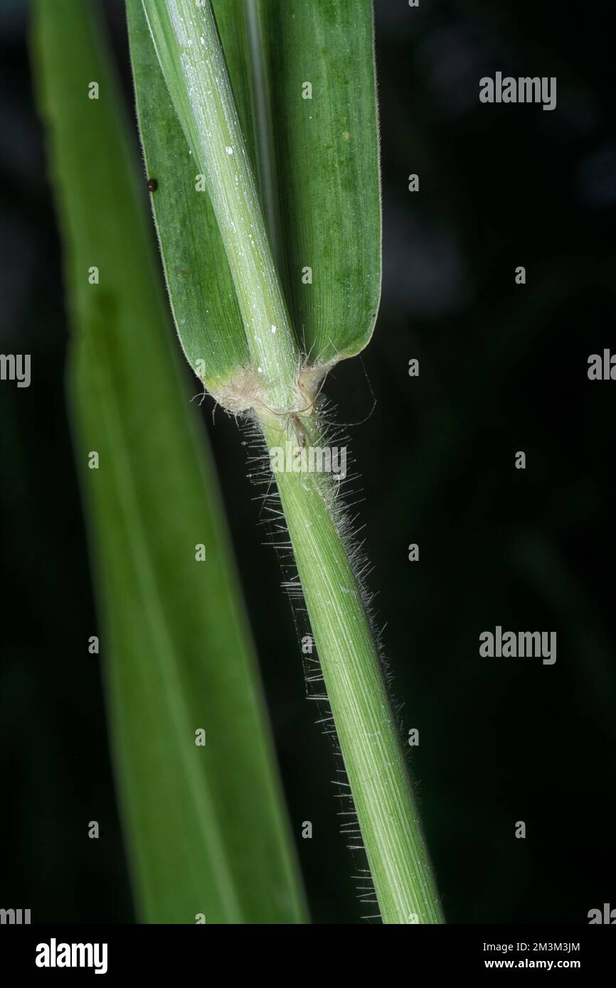 close up of the stems of poaceae grasses branch. Stock Photo