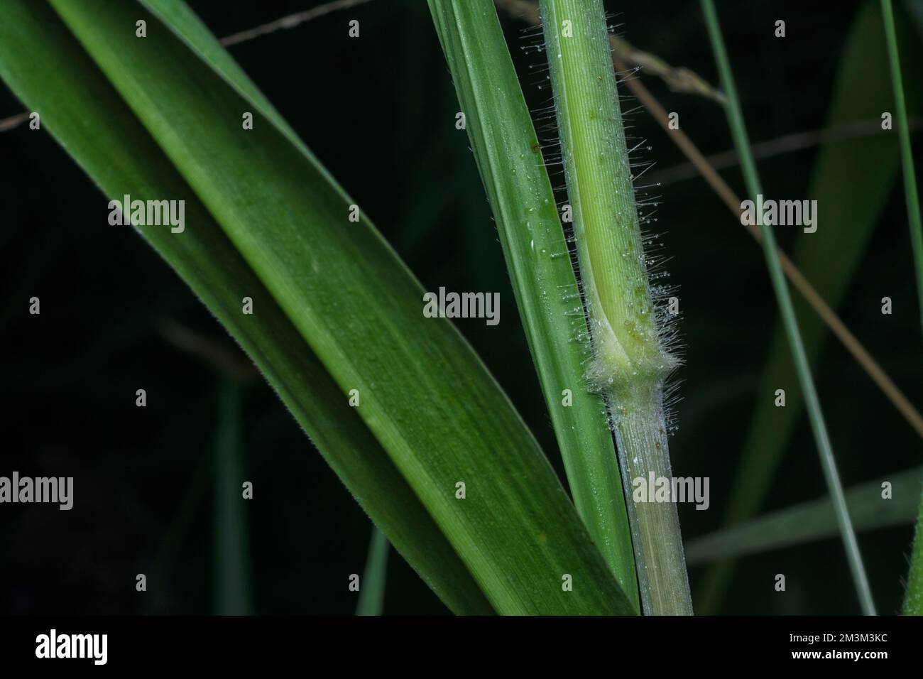 close up of the stems of poaceae grasses branch. Stock Photo