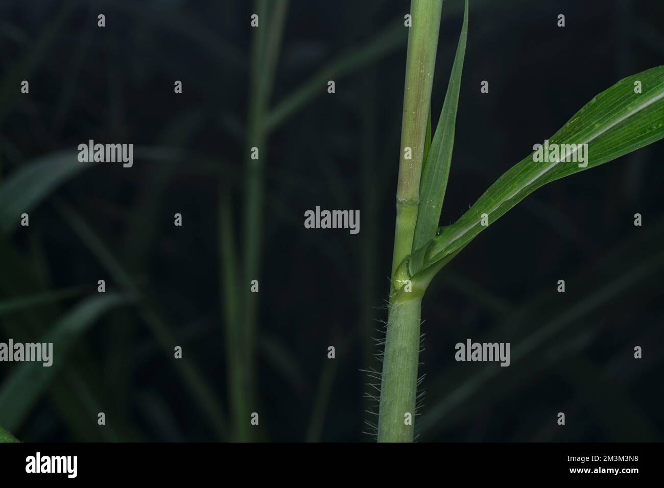 close up of the stems of poaceae grasses branch. Stock Photo